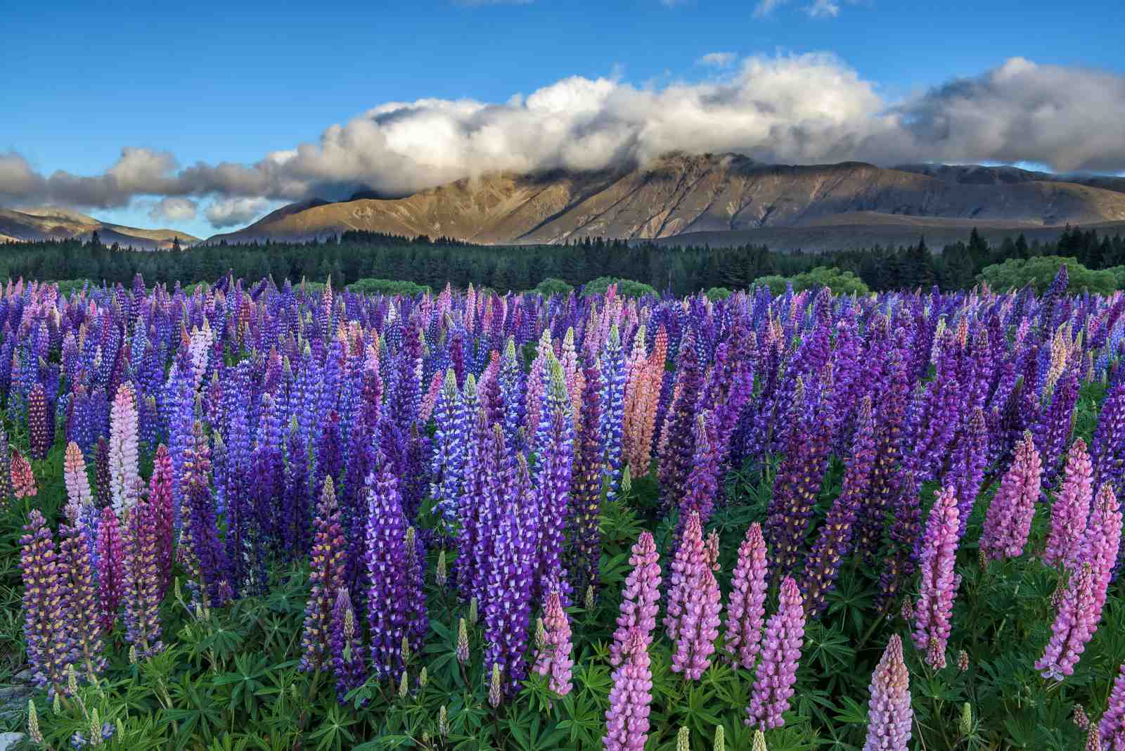 Vibrant Lupine Field Wall Art