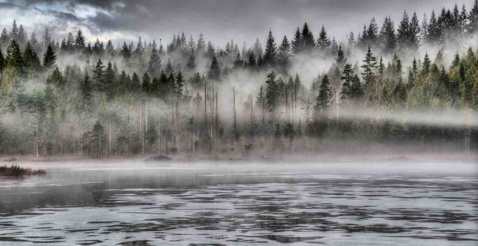 Misty Forest Lake Wall Art