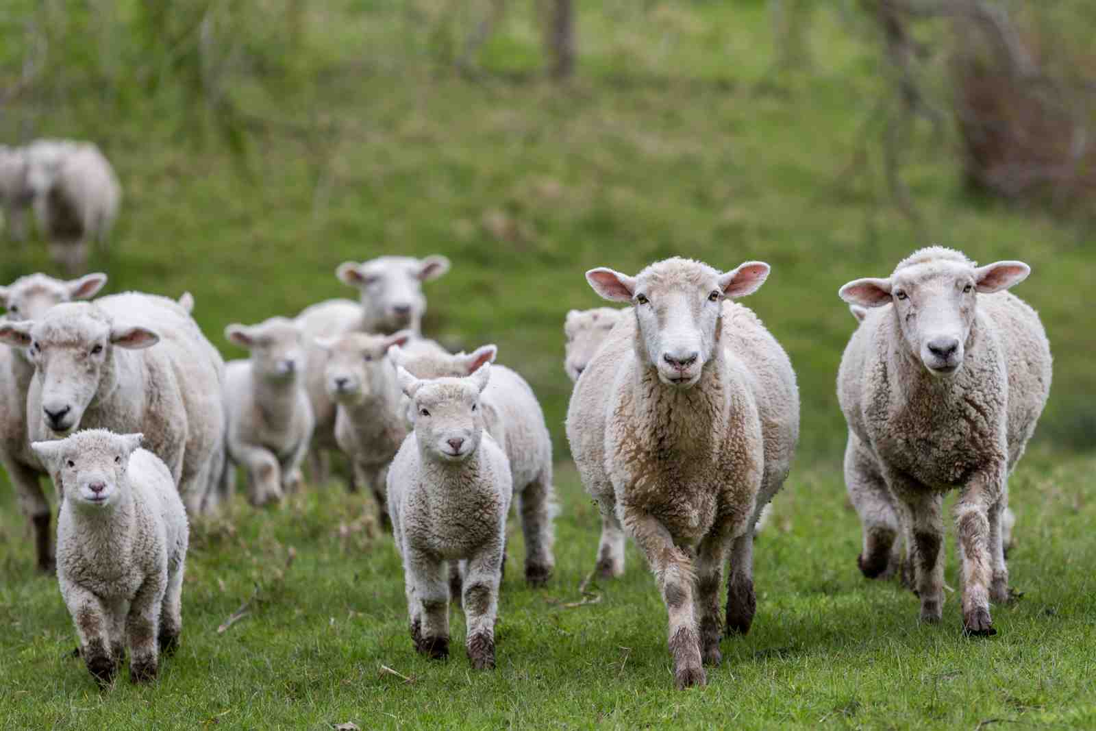 Fluffy Sheep Herd Farm Landscape Wall Art