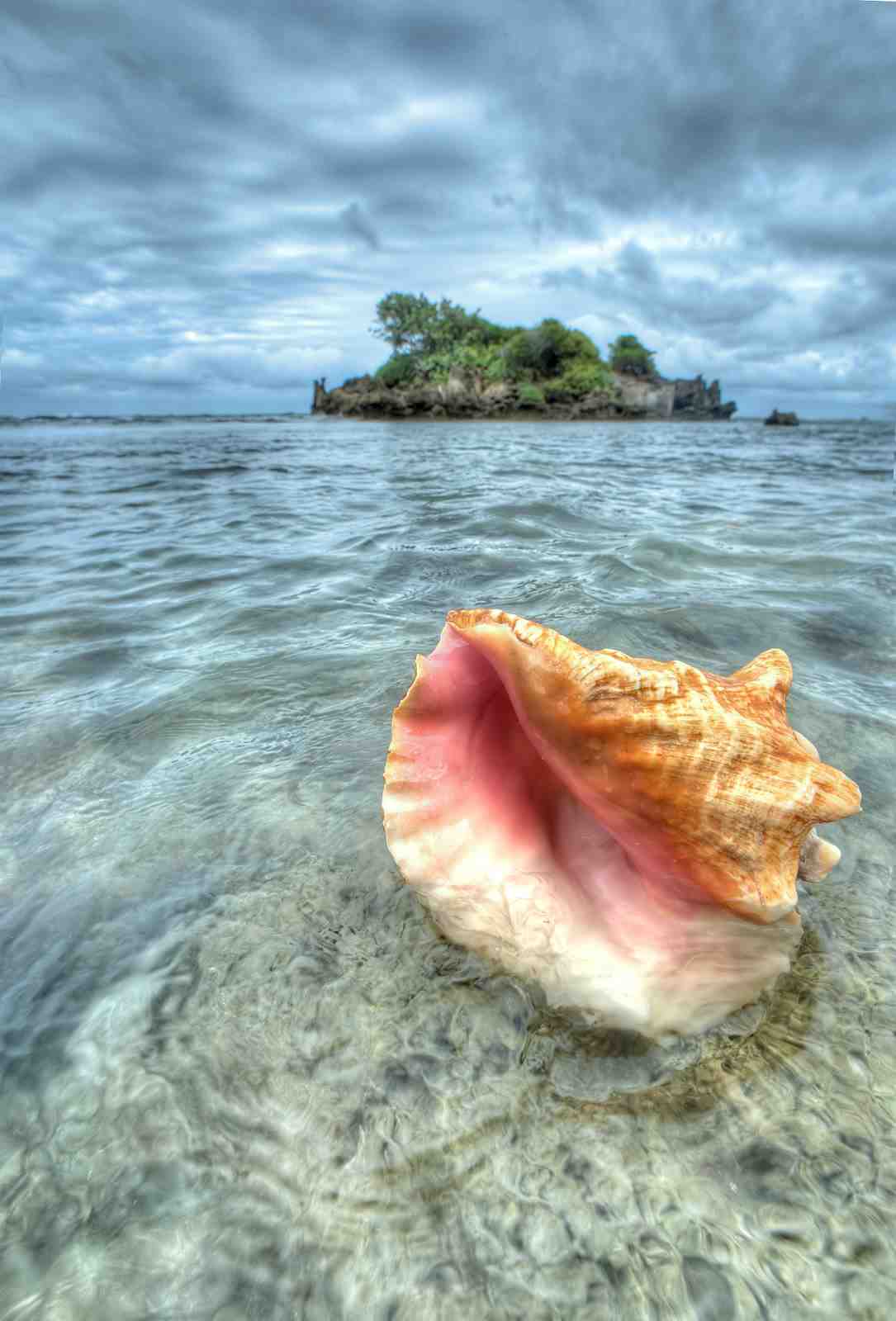 Serene Conch Shell Ocean Island Wall Art