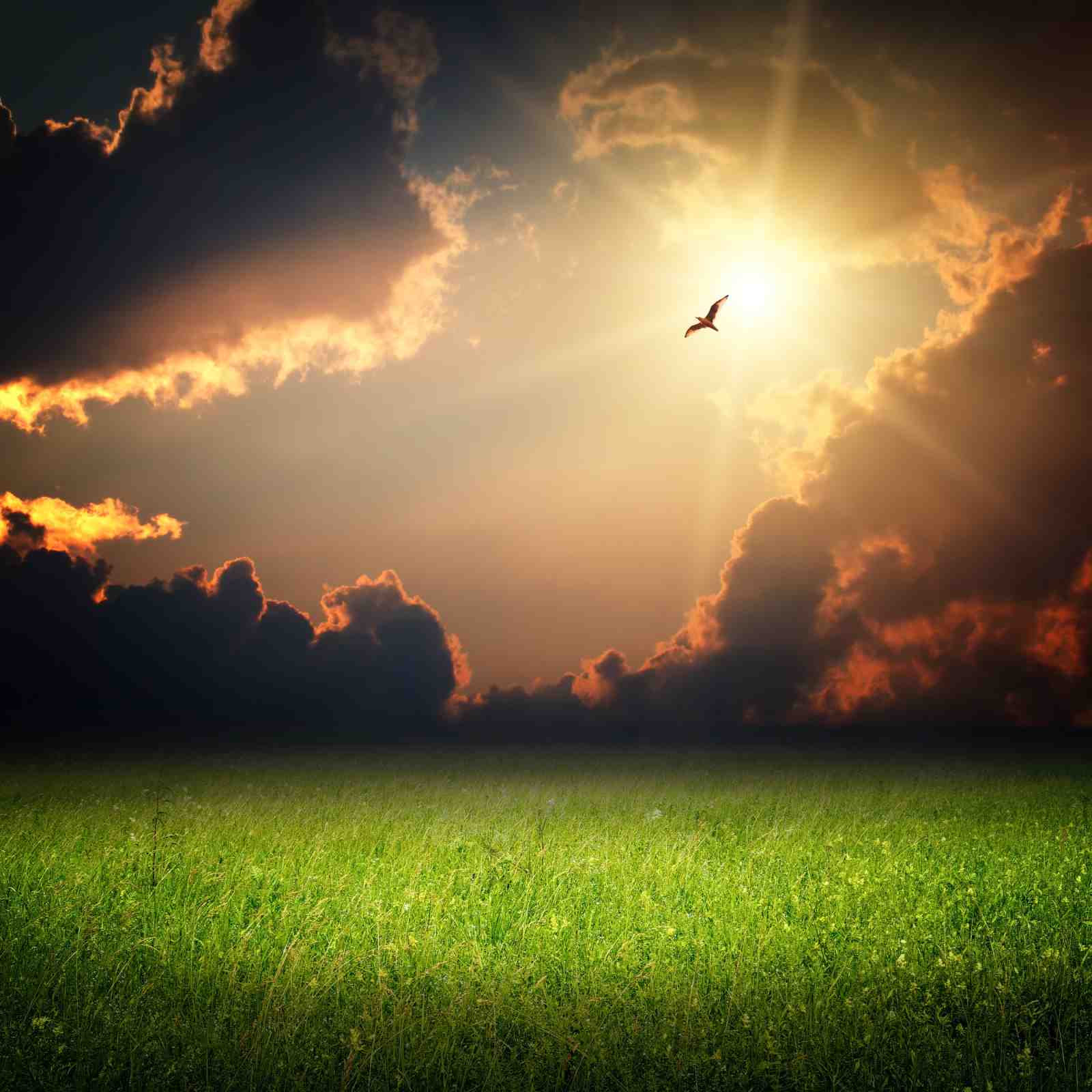 Serene Meadow & Bird Sunset Wall Art