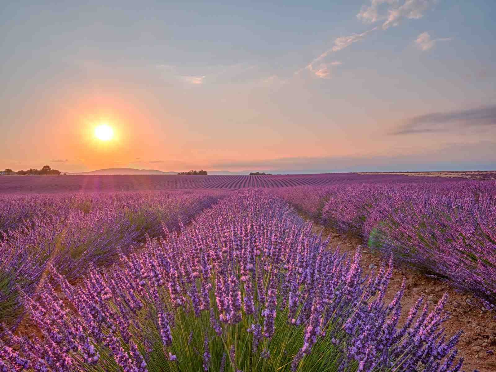 Lavender Field Sunset Serenity Wall Art