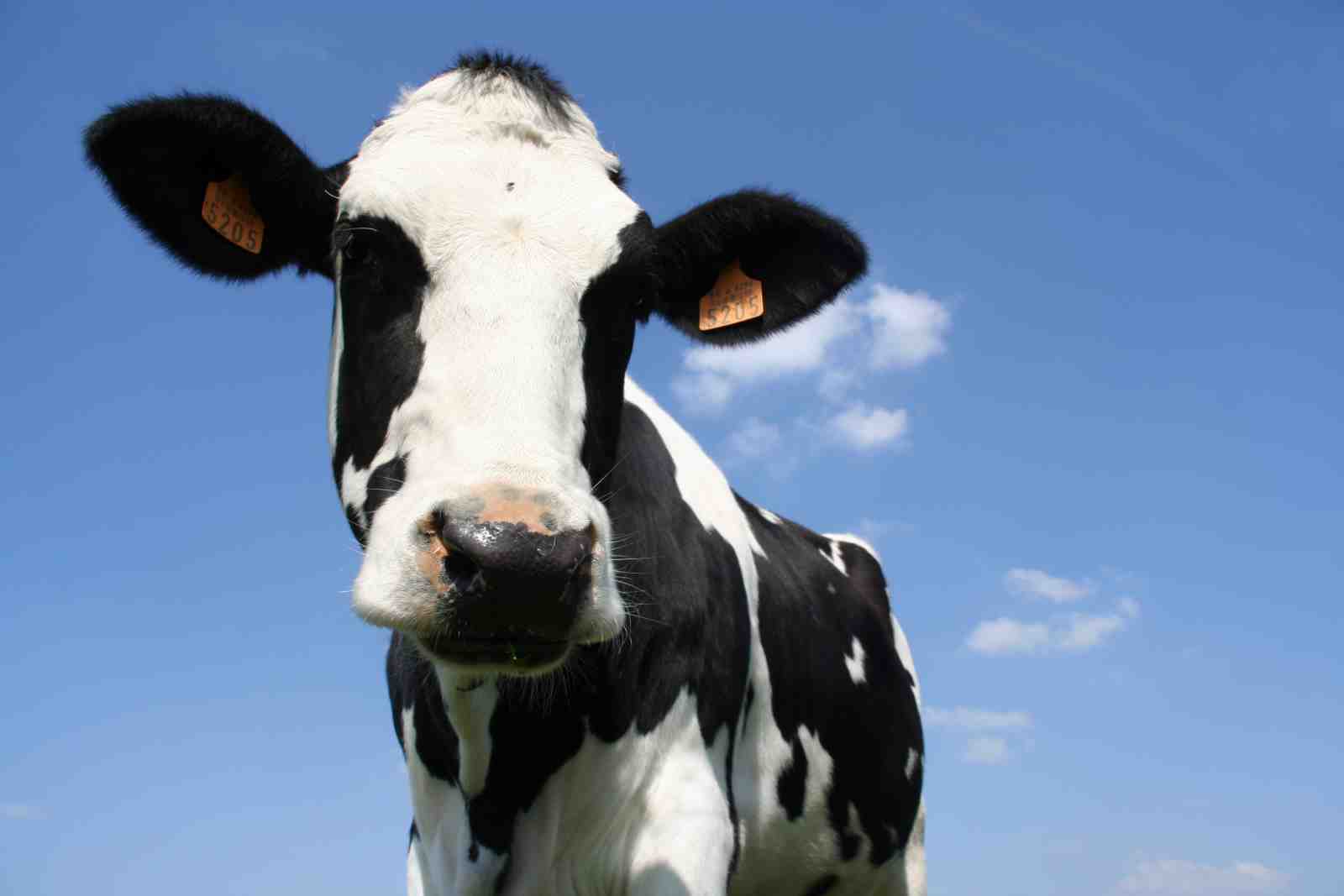Charming Holstein Cow Close-Up Wall Art