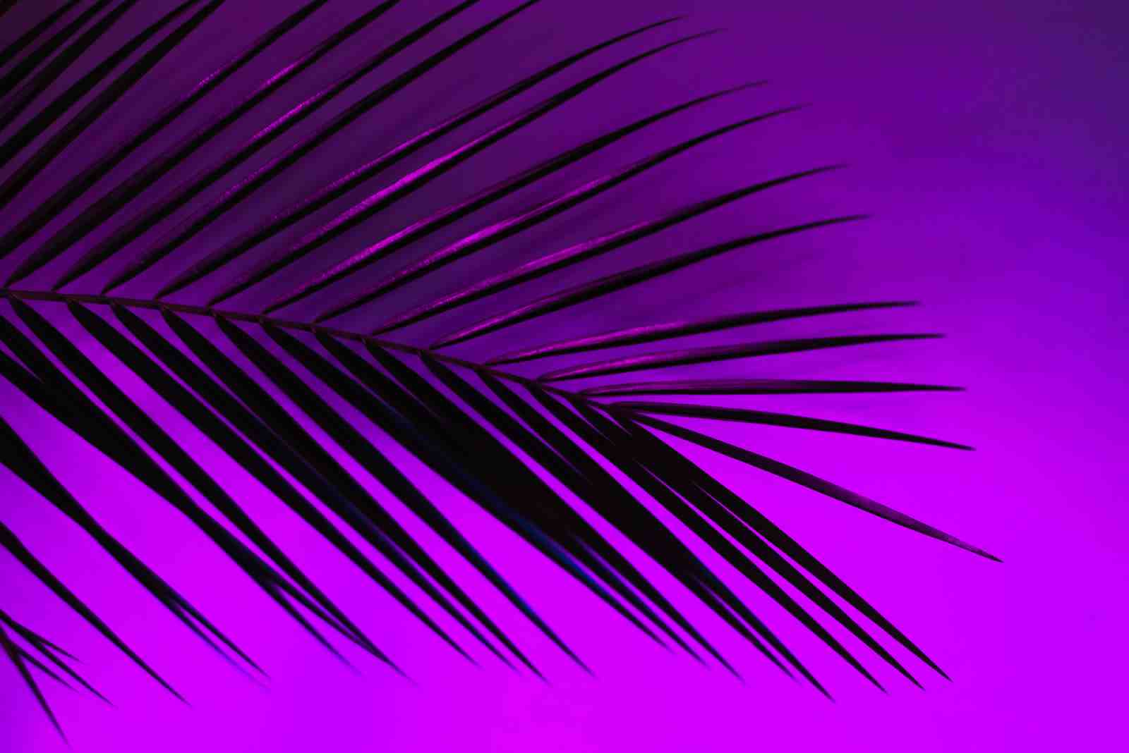 Vibrant Purple Palm Leaf Wall Art