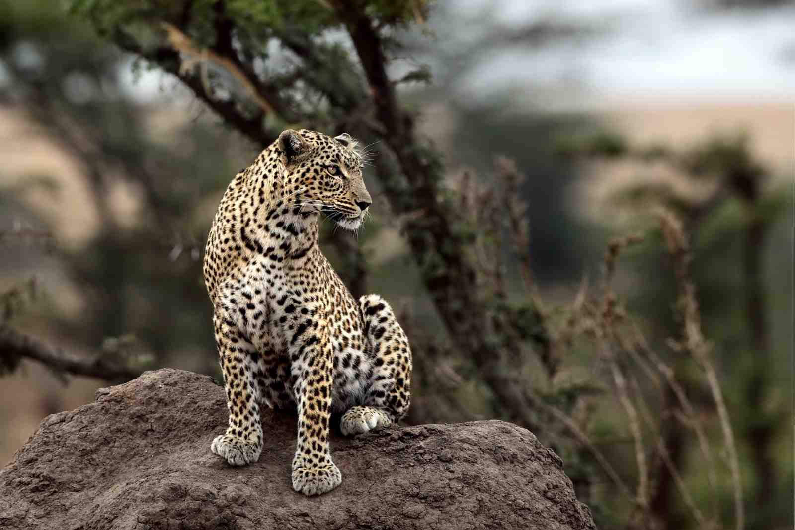 Majestic Leopard Sitting on Rock Wall Art