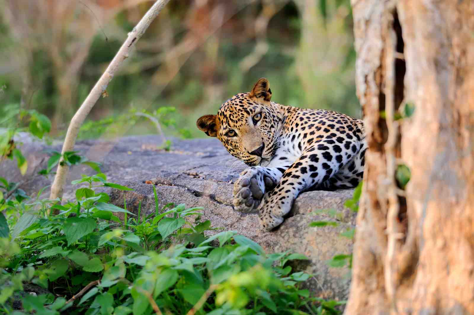 Majestic Leopard Wildlife Wall Art