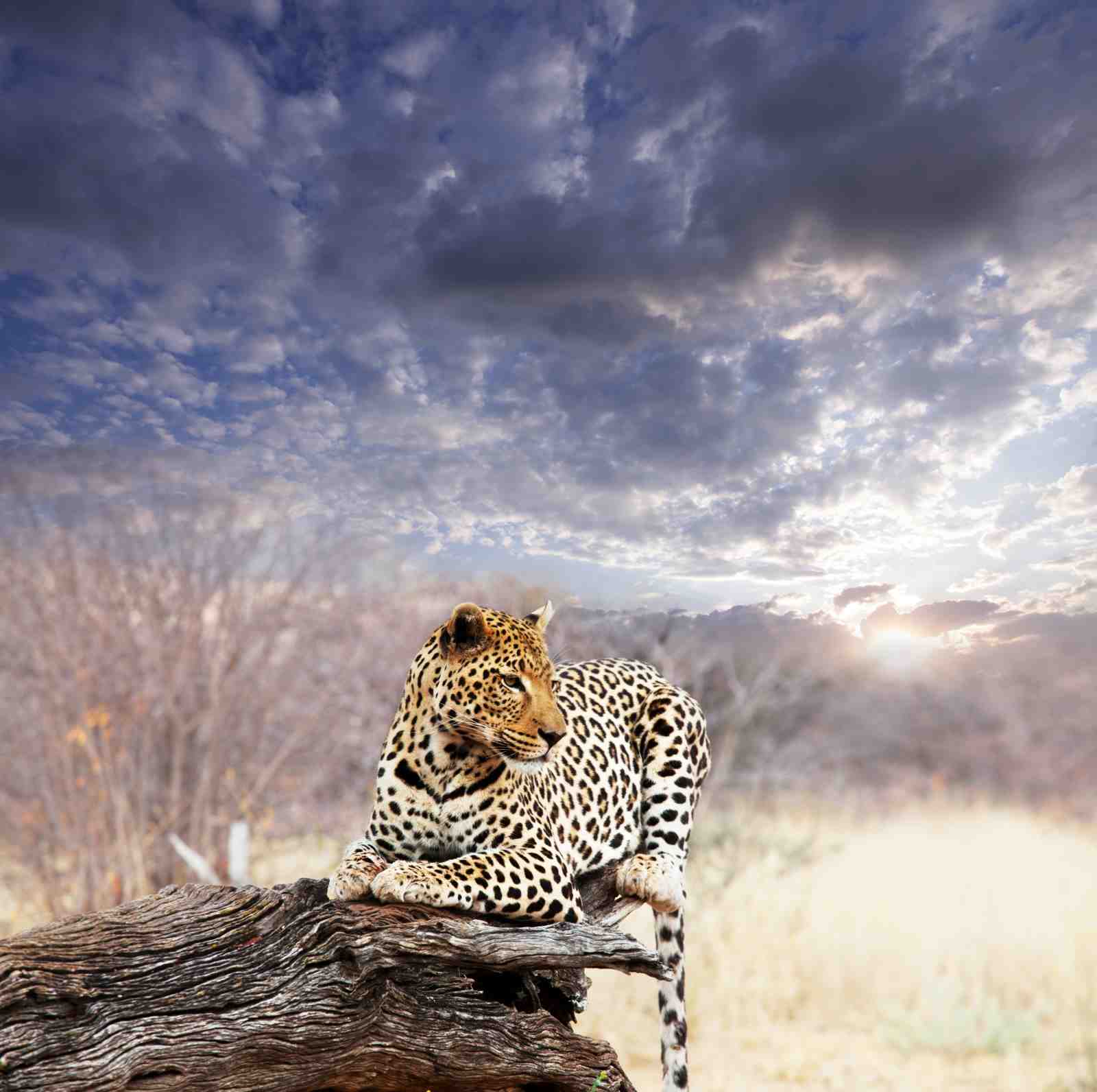 Majestic Leopard African Sunset Wall Art