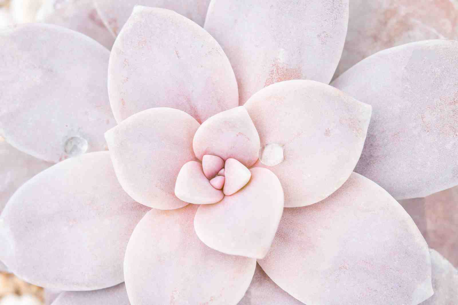 Blush Pink Succulent Macro Art Wall Art