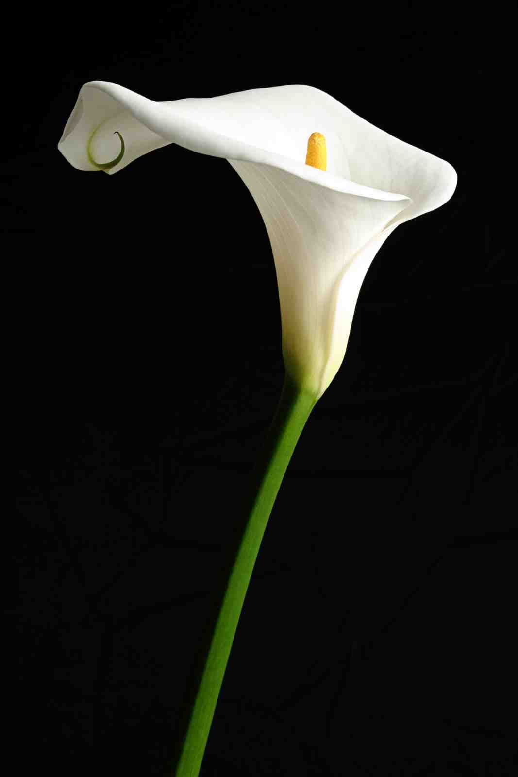 Elegant White Calla Lily Wall Art - Modern Floral Art