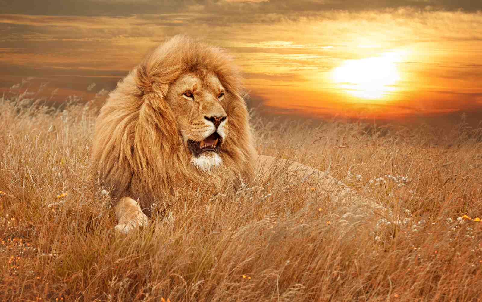 Majestic Lion in Golden Sunset Wall Art
