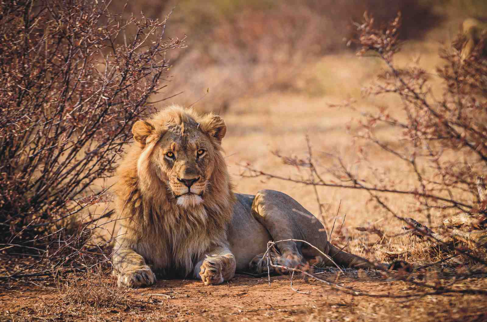 Majestic Lion King African Safari Wall Art