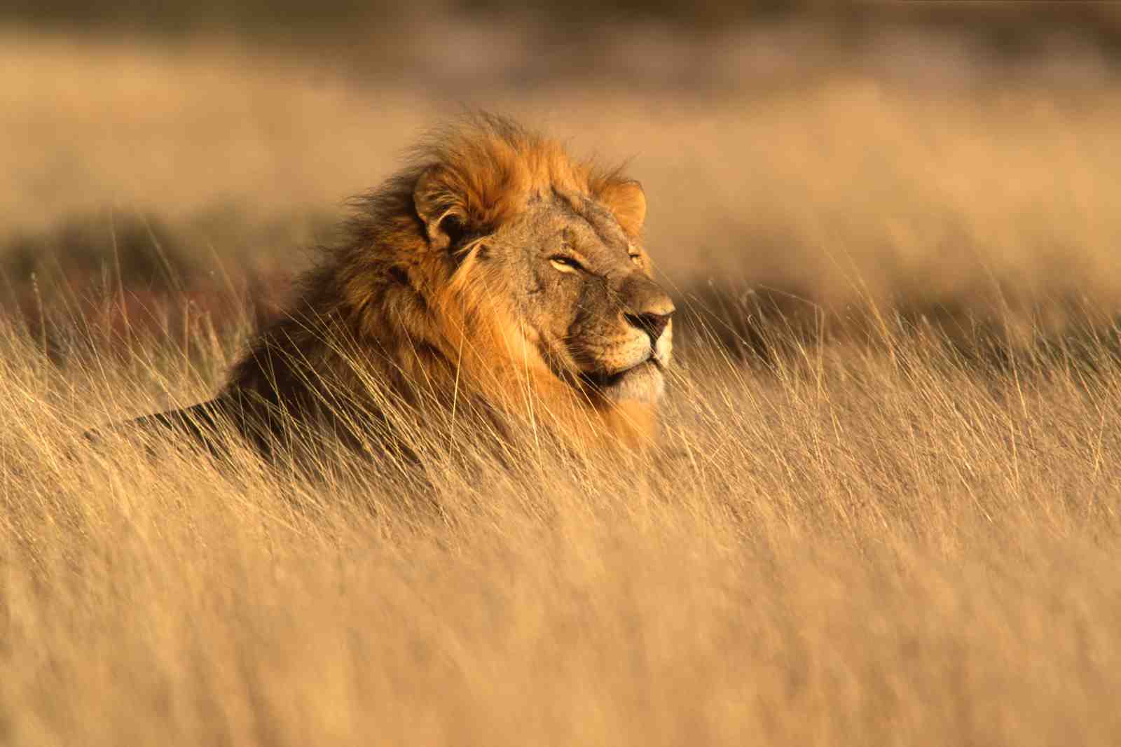 Majestic Lion in Golden Grass Wall Art