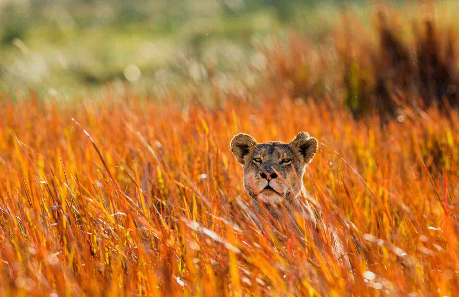Majestic Lioness in Golden Grass Wall Art