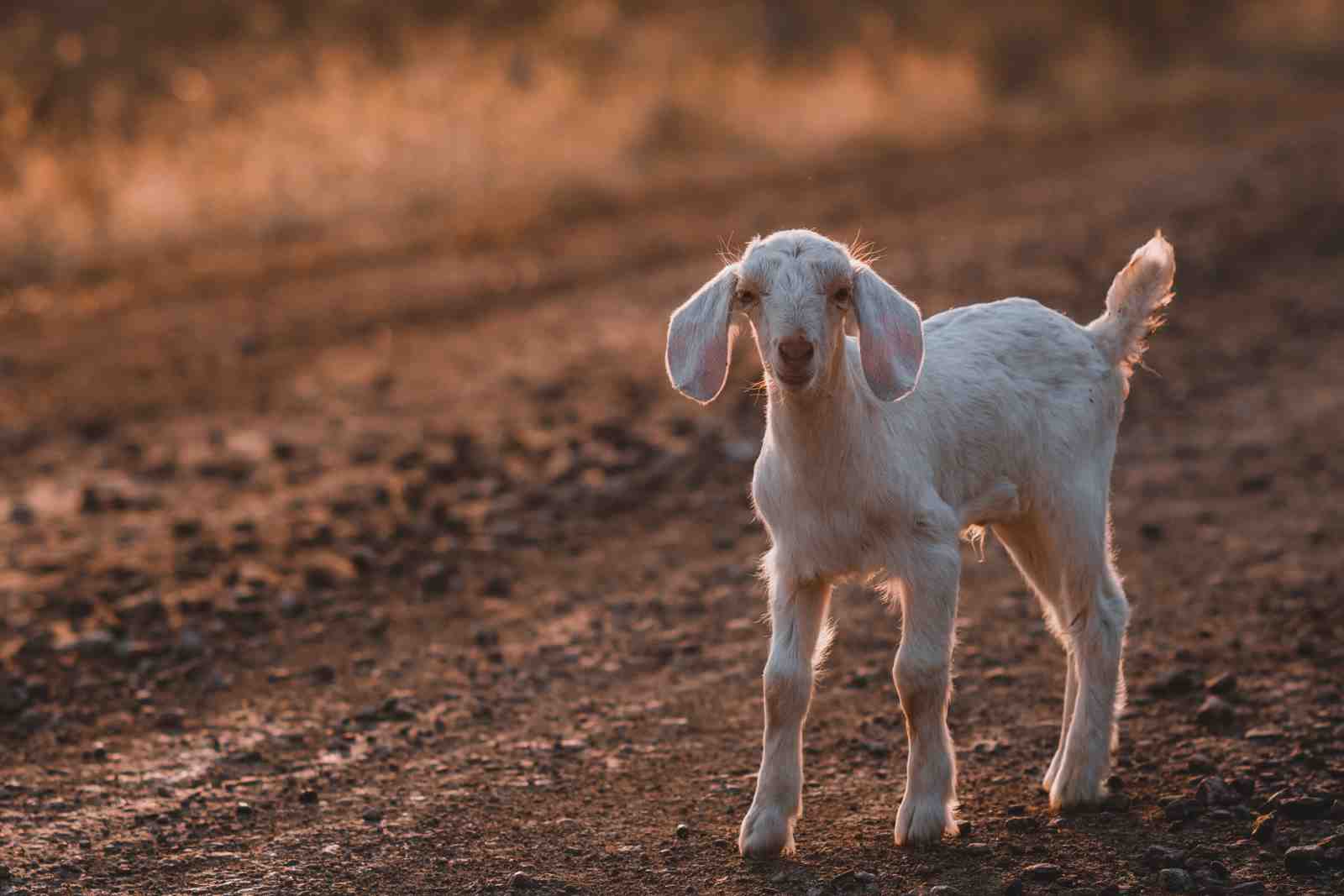 Adorable Baby Goat Cute Farm Animal Wall Art