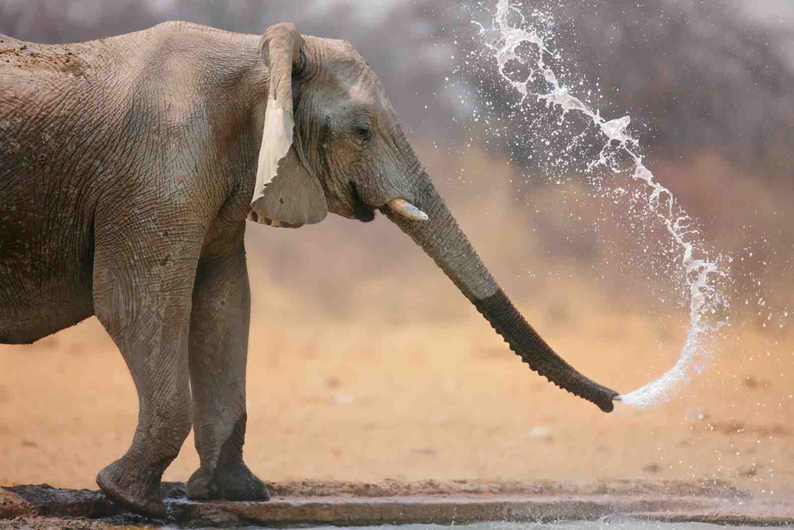 Majestic Elephant Water Splash Wall Art