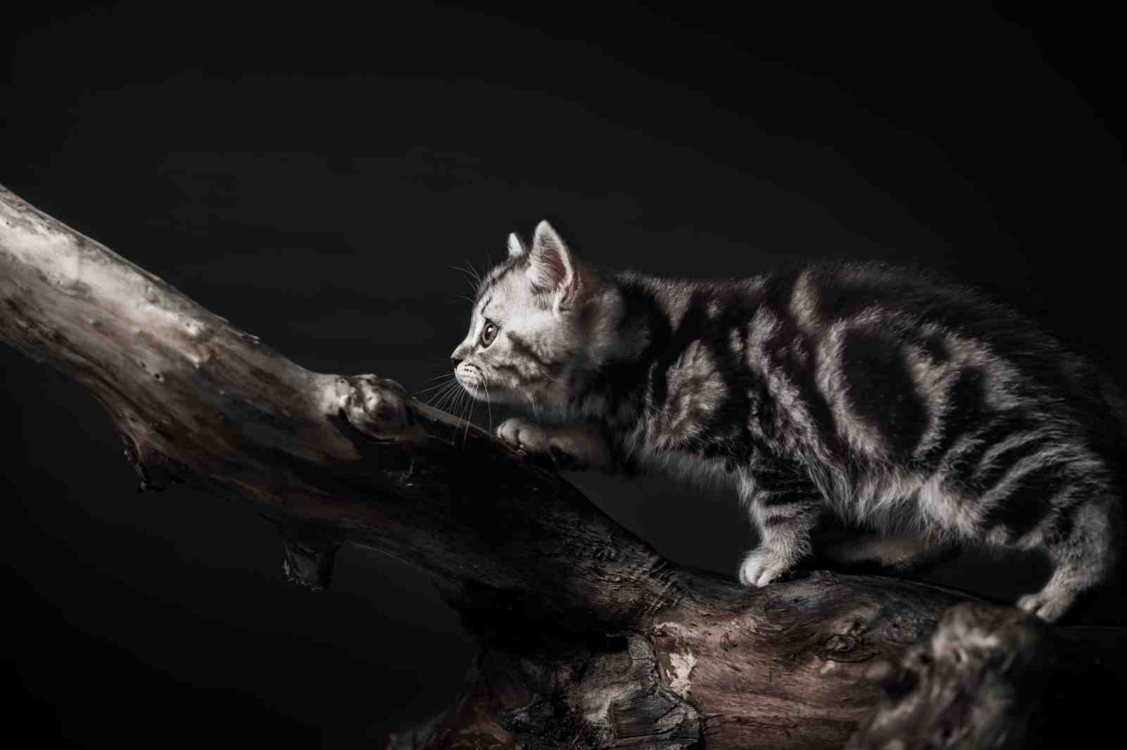Curious Kitten on Branch Wall Art Art