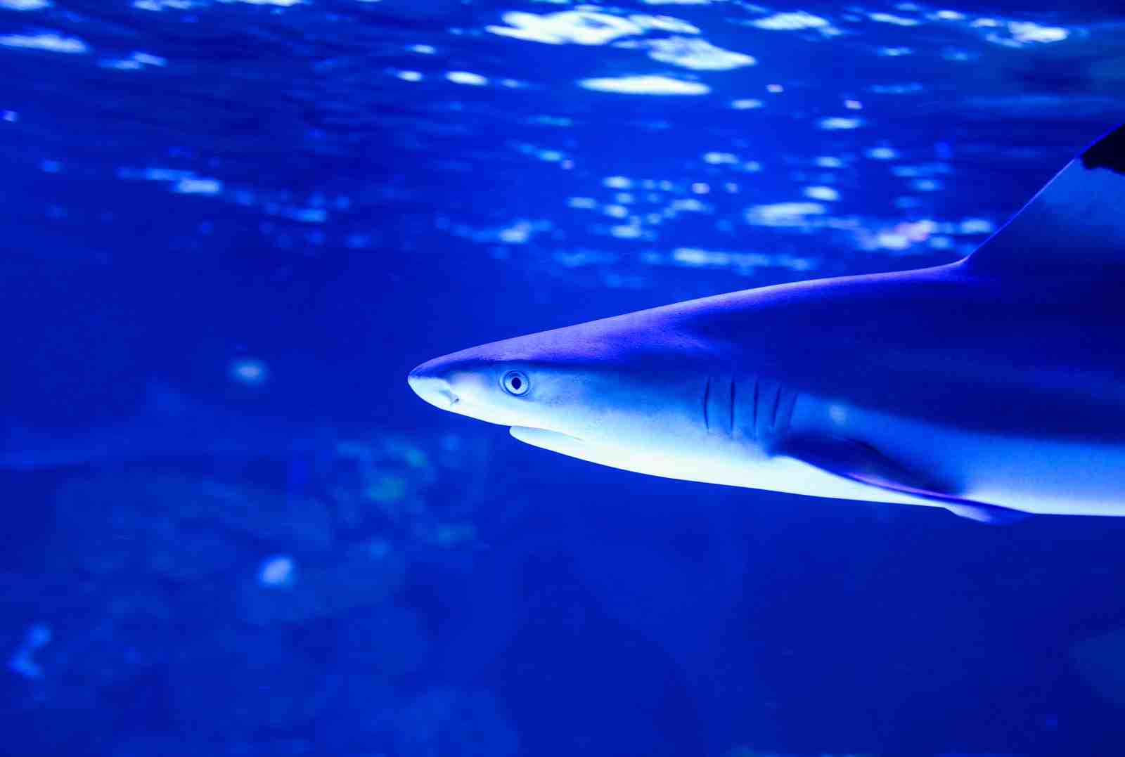 Majestic Shark Underwater Scene Wall Art