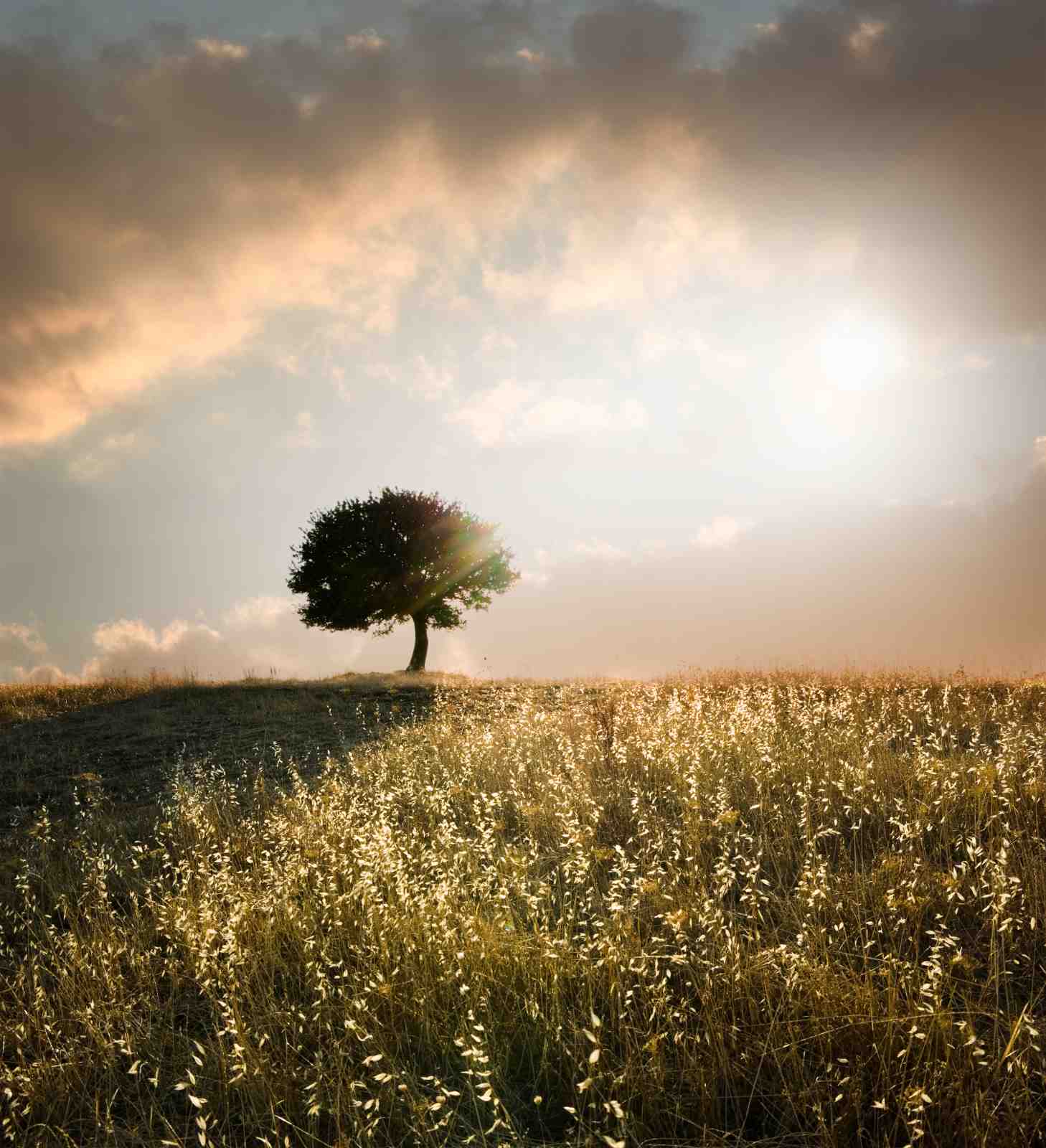 Golden Hour Solitude Tree Wall Art