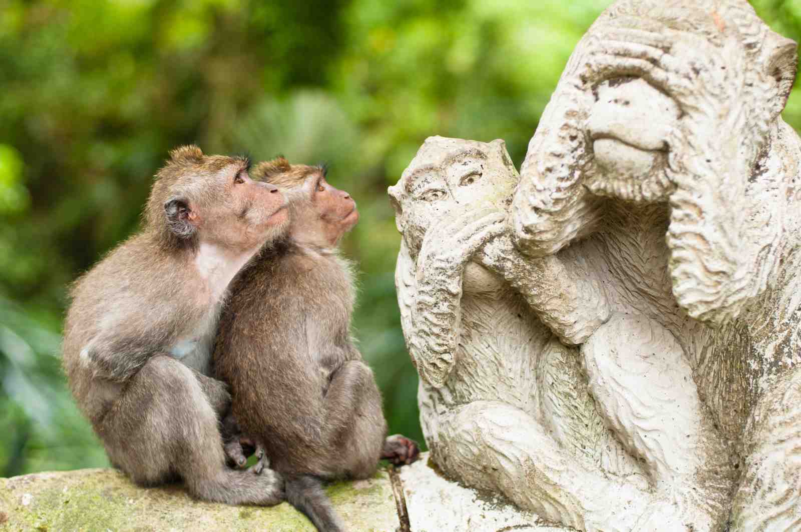 Three Wise Monkeys Nature Wall Art