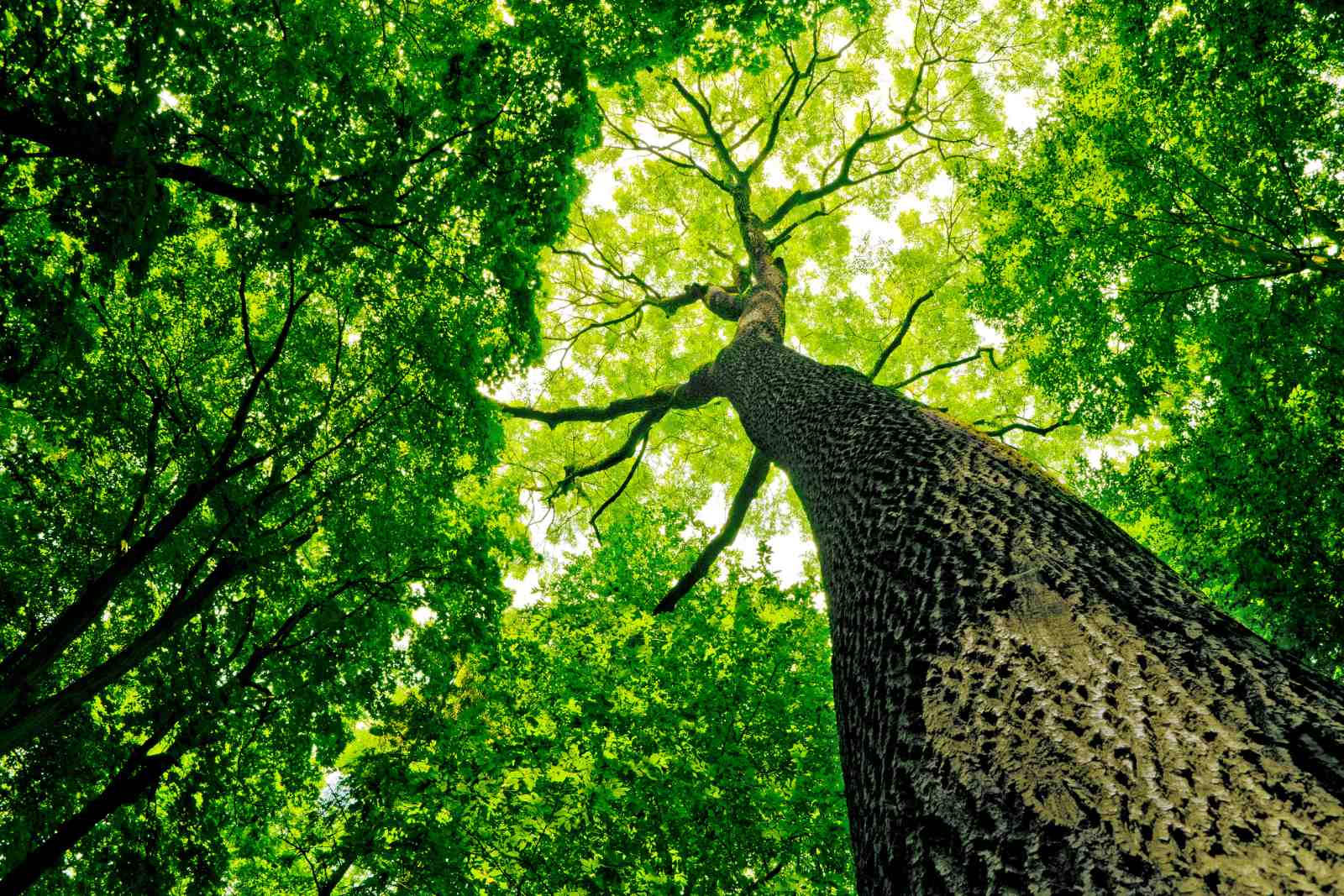 Majestic Forest Canopy Wall Art