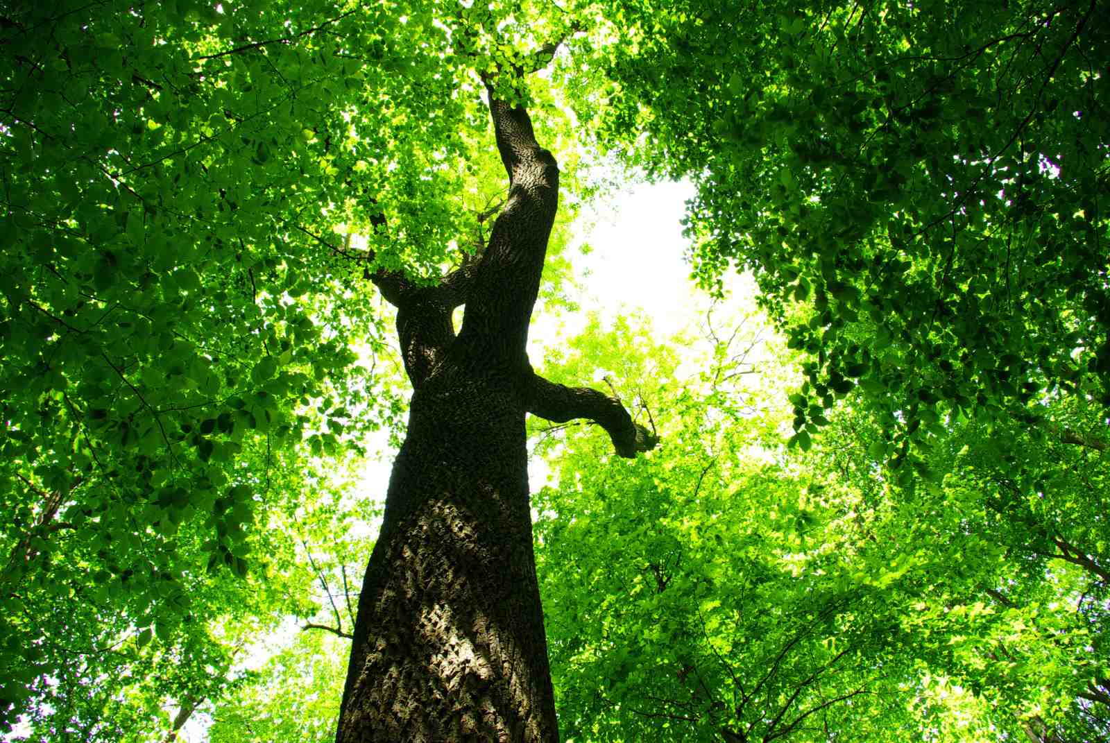 Majestic Forest Canopy Wall Art