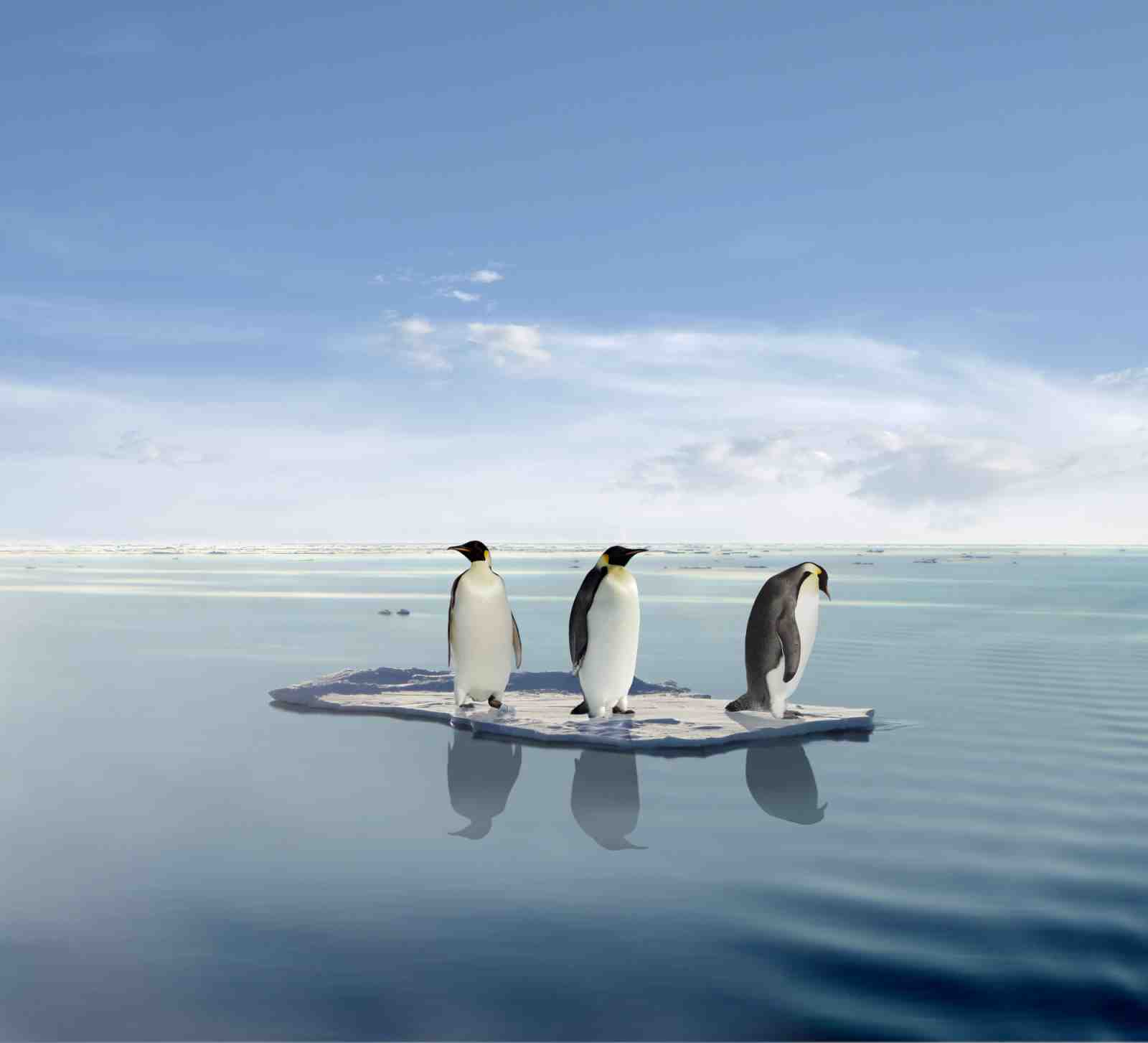Three Penguins on Iceberg Wall Art