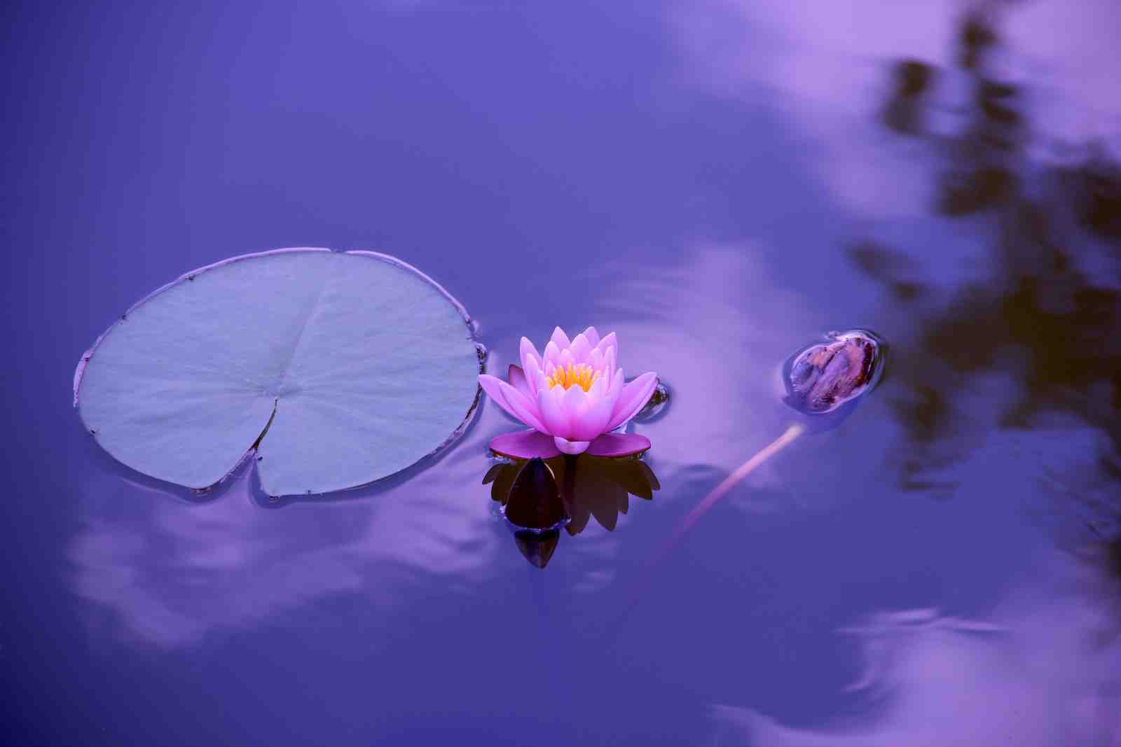 Serene Water Lily Sunset Wall Art