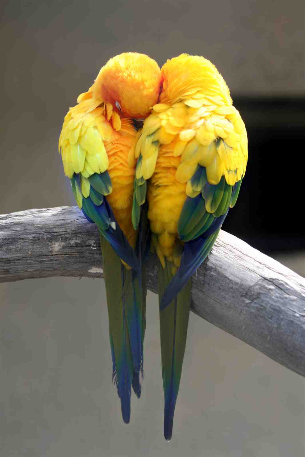 Adorable Lovebirds Hugging Wall Art - Tropical Bird Art
