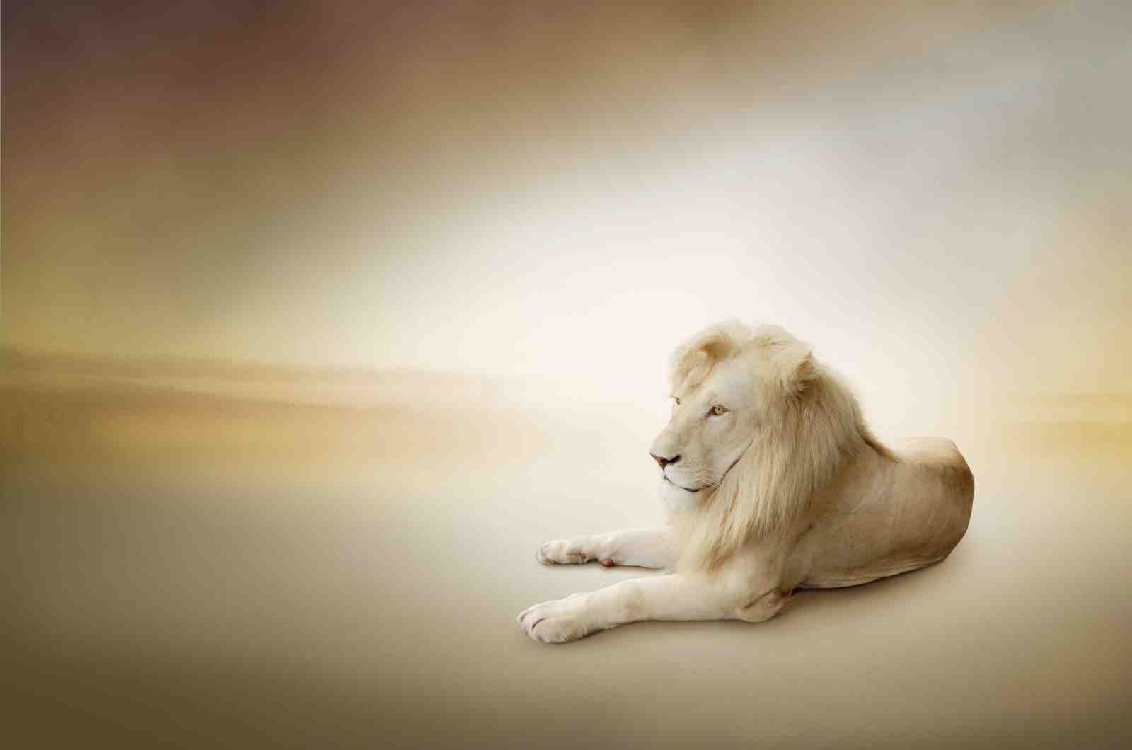 Majestic White Lion Serenity Wall Art