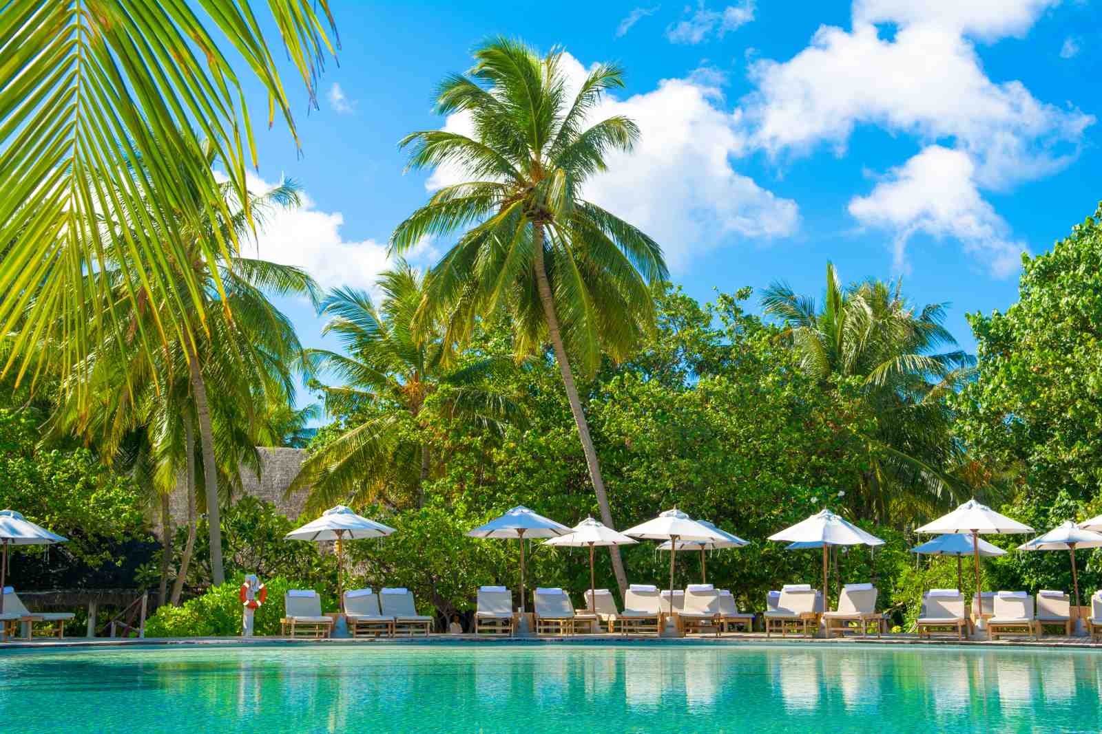 Tropical Poolside Paradise Palm Tree Wall Art