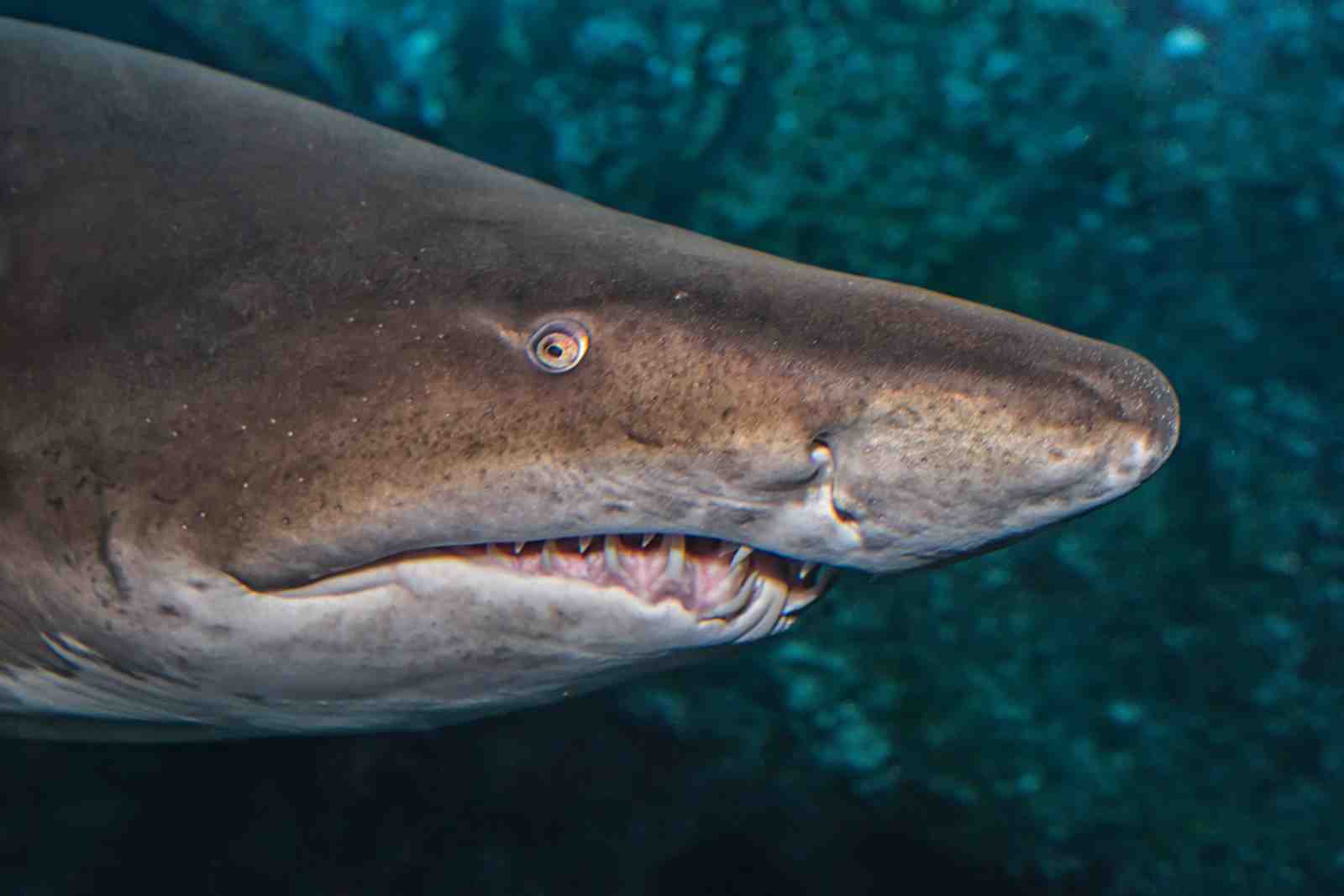 Intimidating Shark Jaw Close-Up Wall Art