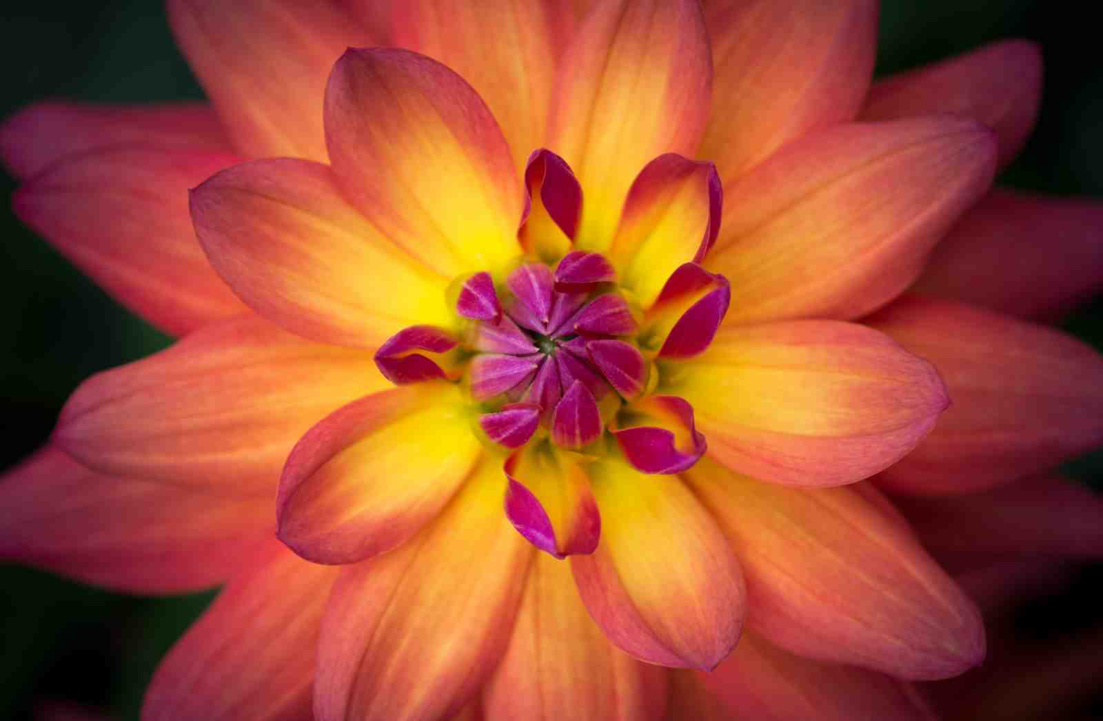 Vibrant Dahlia Flower Close-Up Wall Art