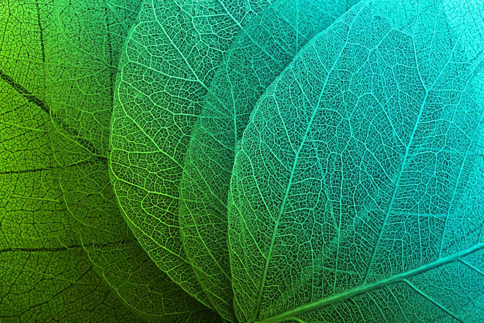 Nature's Veins: Green & Teal Leaf Macro Wall Art