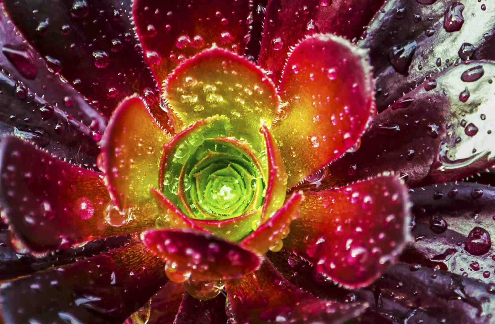 Vibrant Succulent Bloom Water Droplets Wall Art