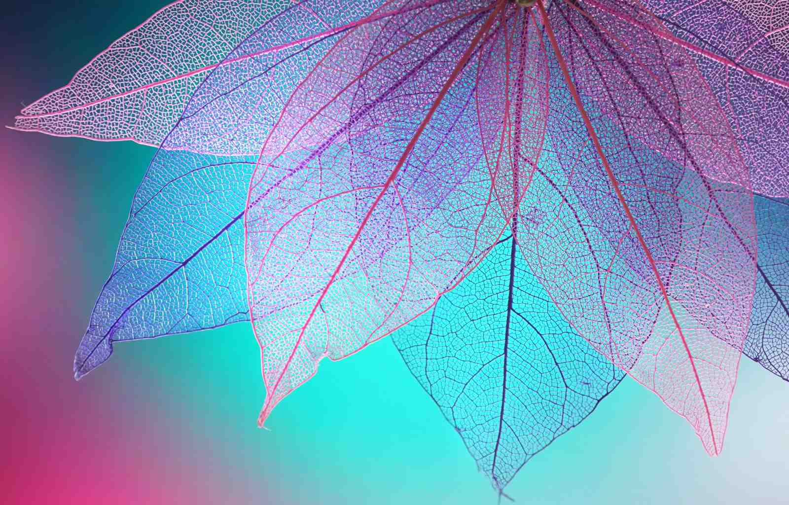 Bohemian Skeleton Leaves Wall Art