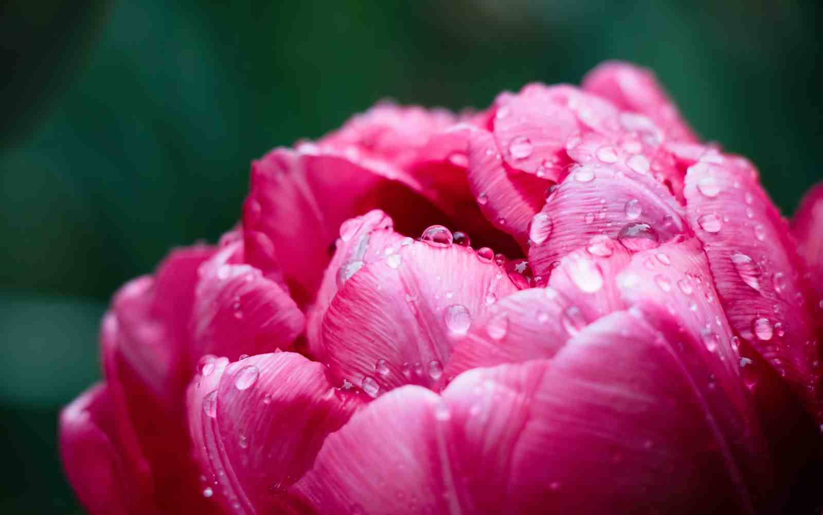 Dew Kissed Pink Tulip Close-Up Wall Art