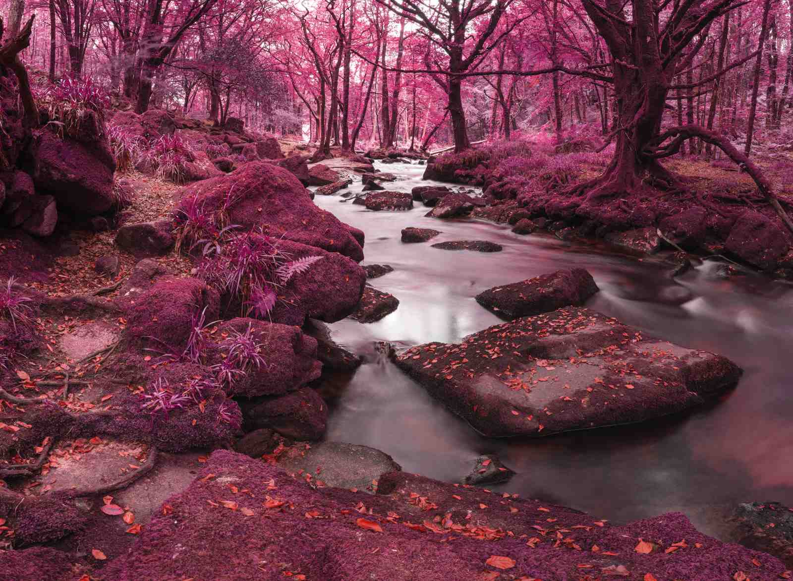 Enchanting Pink Forest River Wall Art