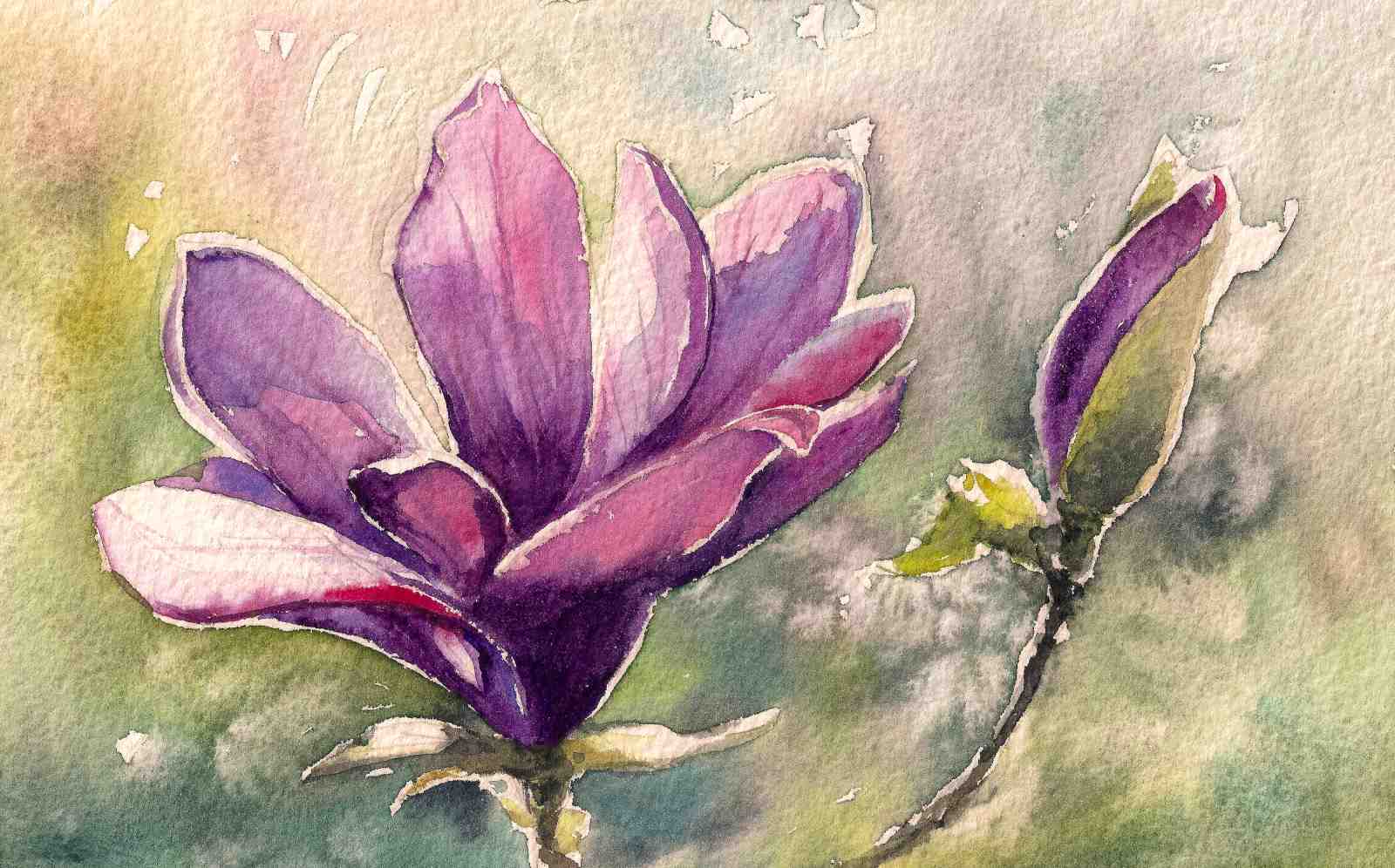 Purple Magnolia Bloom Watercolor Wall Art