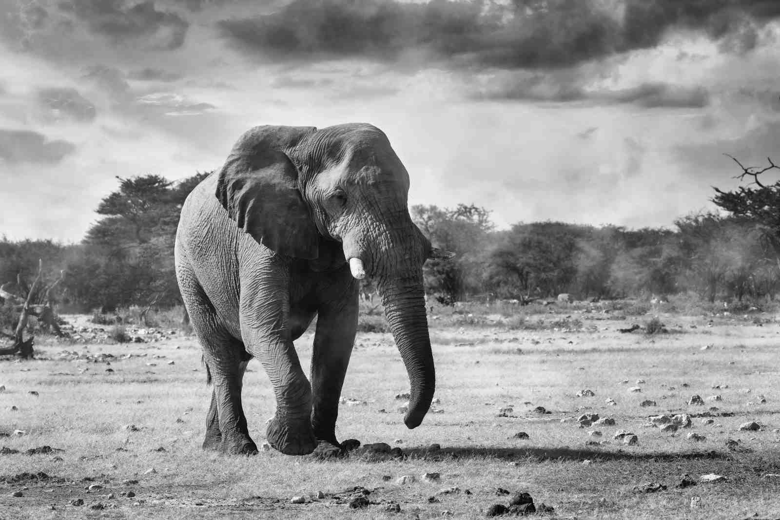 Majestic Elephant Safari Landscape Wall Art
