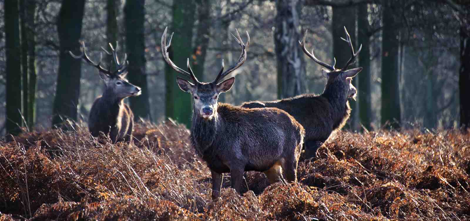 Majestic Stag Herd Forest Wall Art
