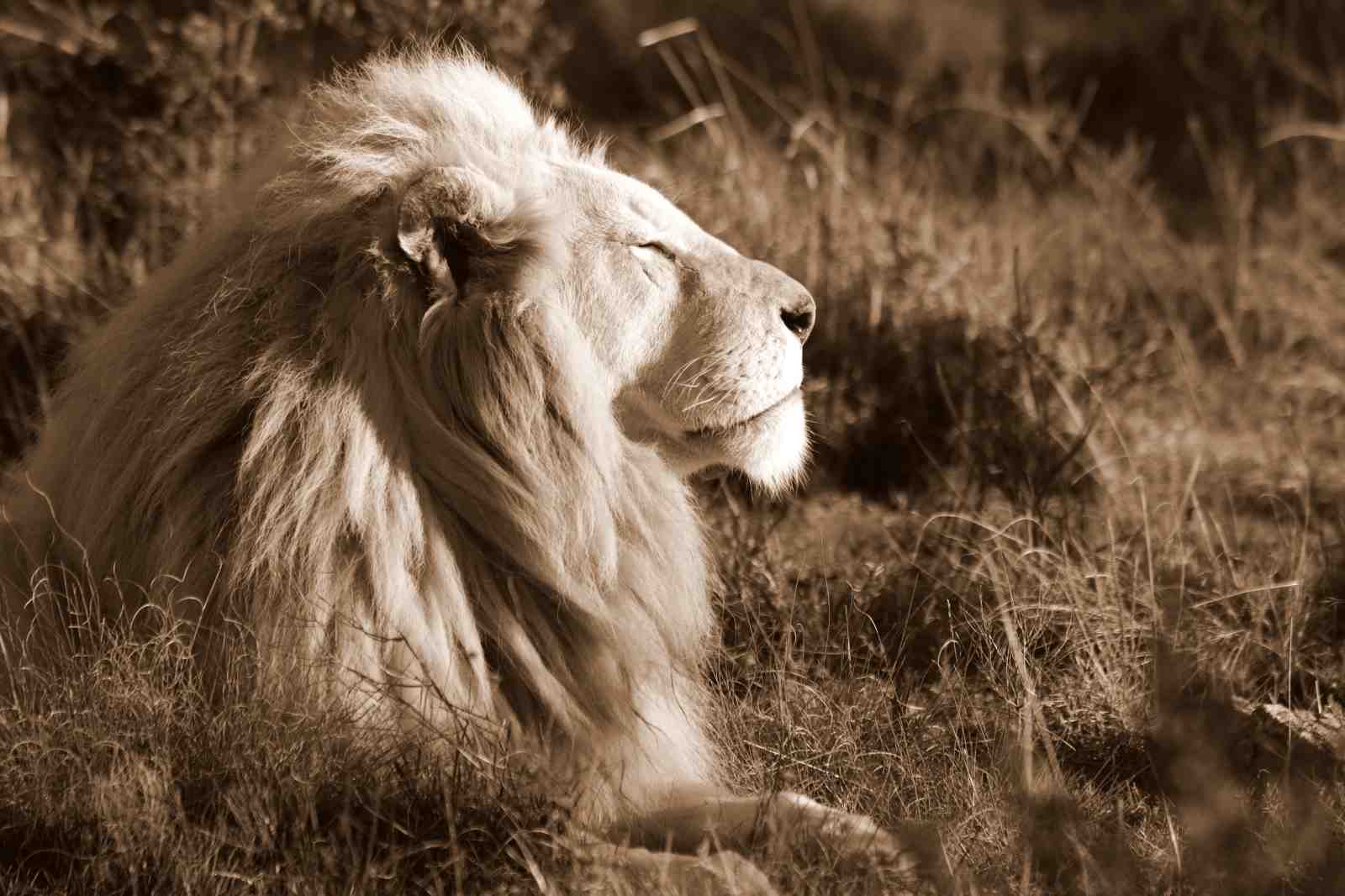 Majestic White Lion Serene Power Wall Art