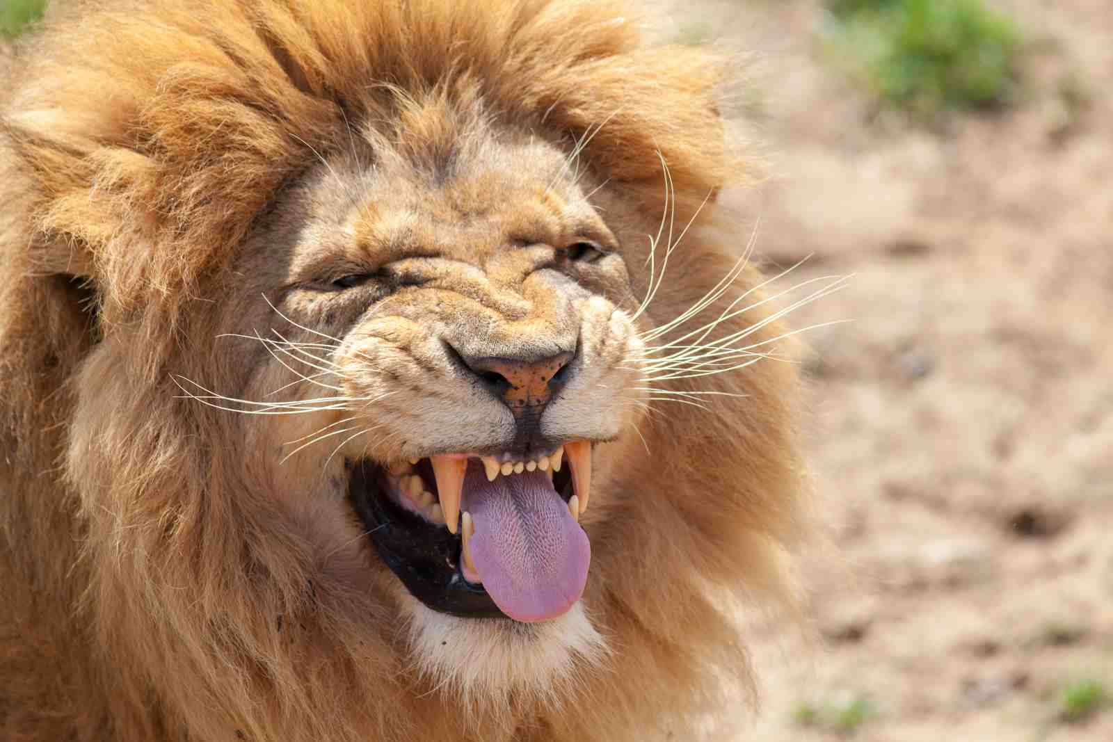 Majestic Lion Roaring Wall Art