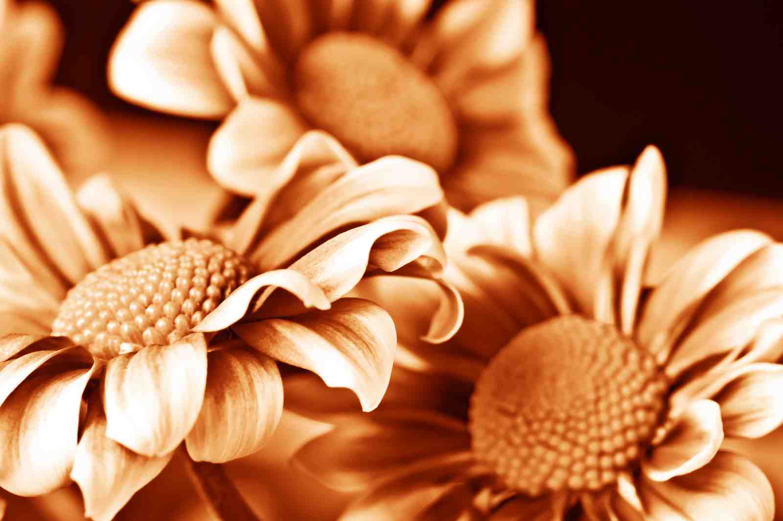 Monochromatic Floral Bloom Wall Art