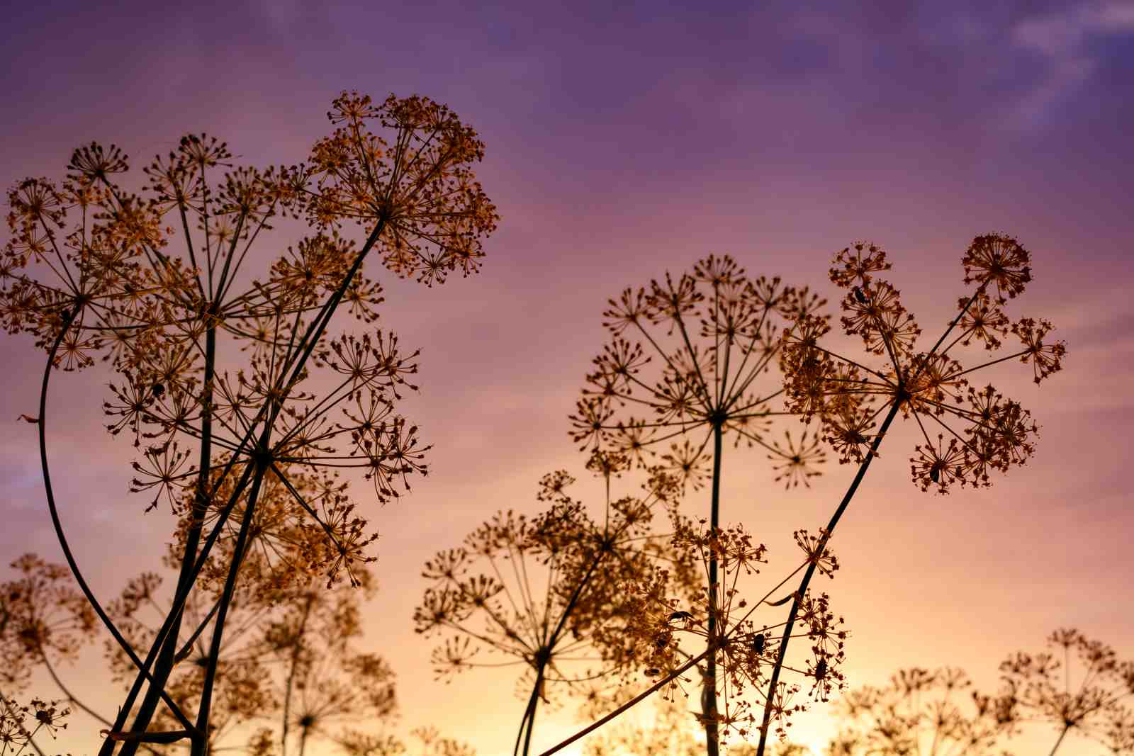 Golden Dill Blooms Sunset Wall Art