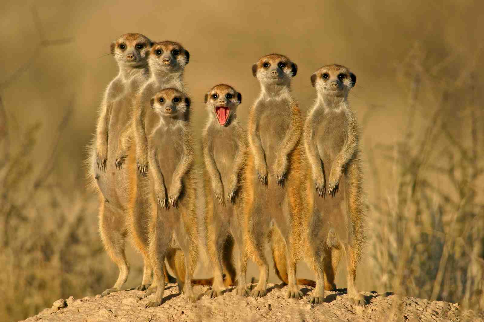 Playful Meerkat Family Wildlife Wall Art
