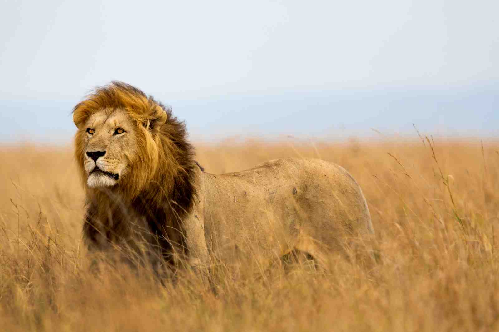 Majestic Lion Savannah Landscape Wall Art