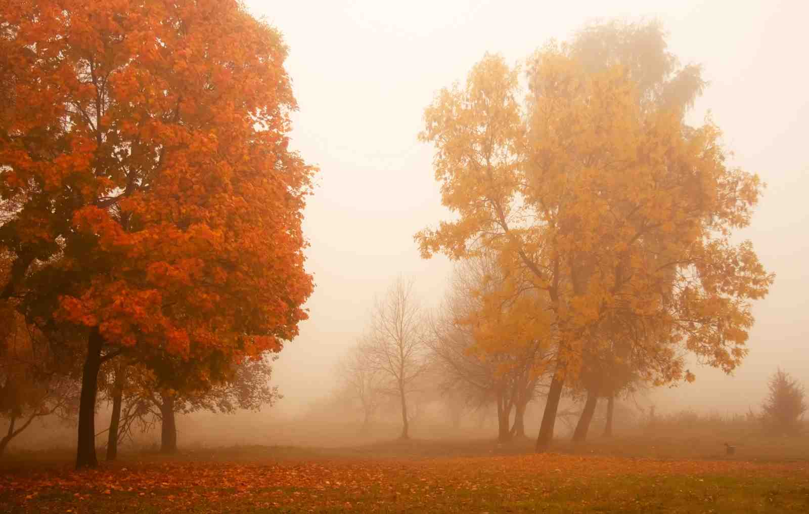 Misty Autumn Trees Wall Art