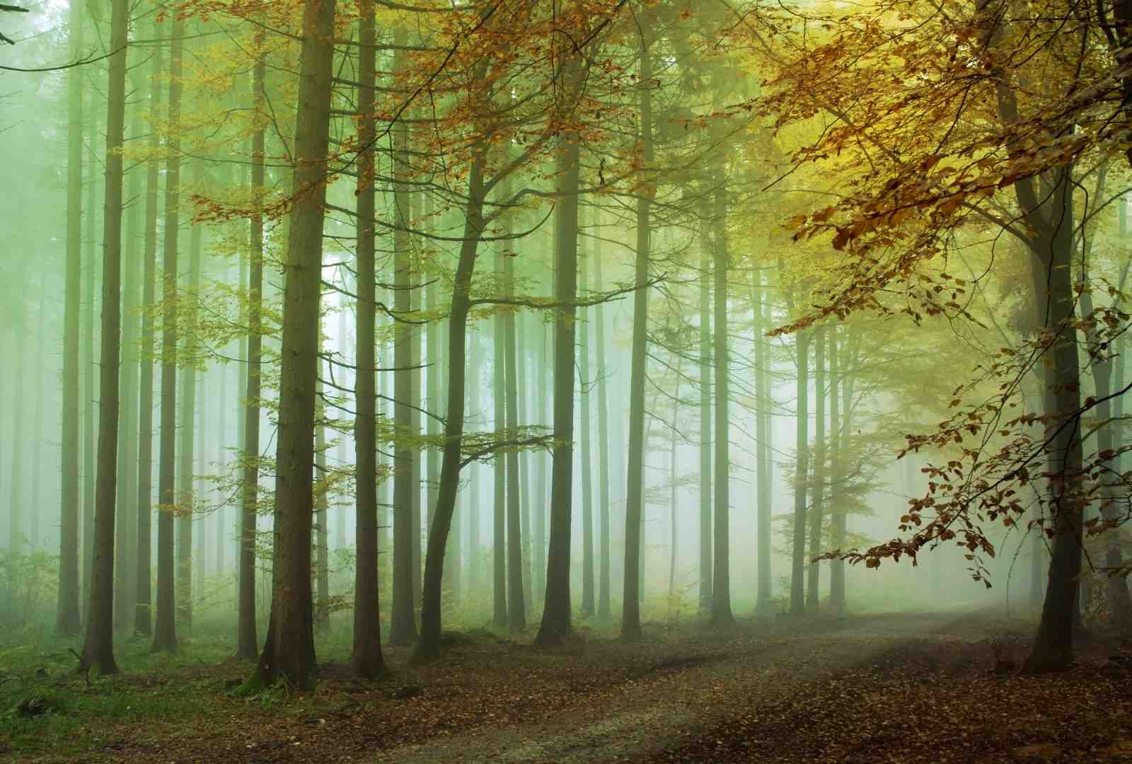 Misty Forest Path Wall Art