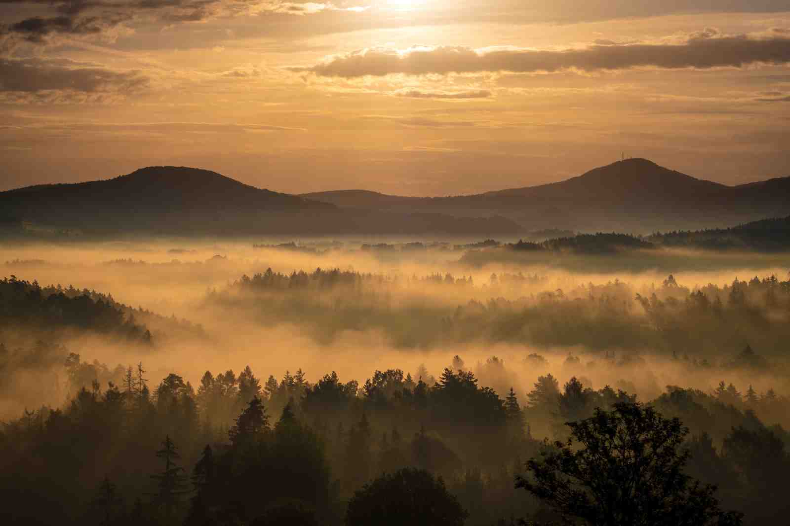 Misty Mountain Sunrise Forest Wall Art