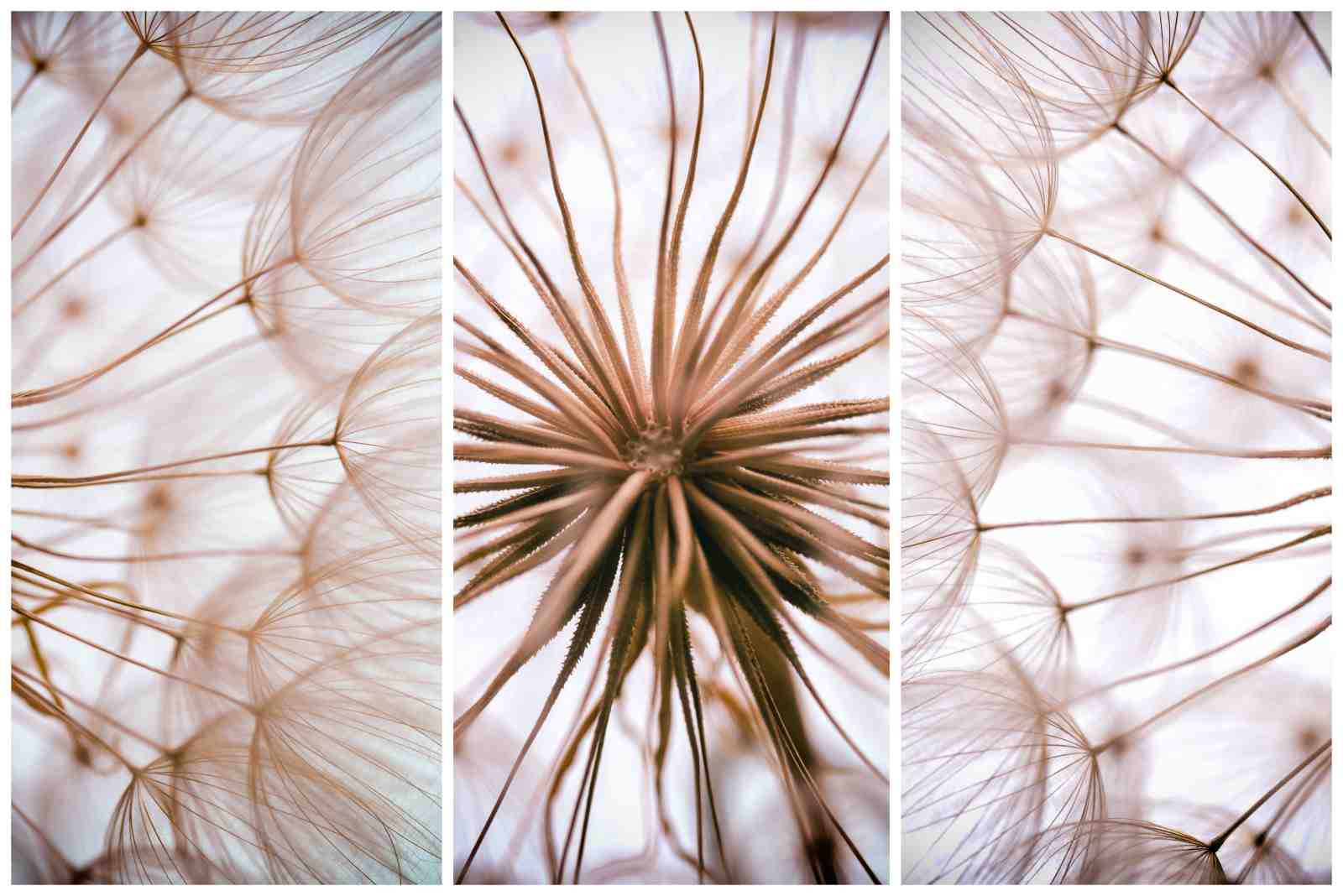 Ethereal Dandelion Seeds Triptych Wall Art